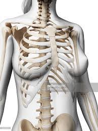 The ribs are part of the axial skeleton and are classified as flat bones. Female Ribcage Computer Artwork Skeleton Anatomy Figure Drawing Female Human Anatomy Drawing