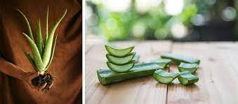 Un jus d'aloe vera maison mal préparé peut être inefficace. Apprenez A Cultiver Une Plante D Aloe Vera A L Interieur De Votre Maison