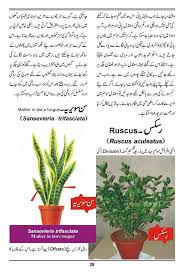 One kind of flowering plants 5. Noons Info How To Grow Outdoor Indoor Plants Flowers Urdu Guide