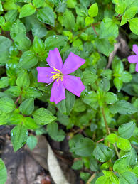 Image result for Heterotis decumbens