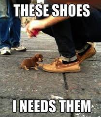 Cute Animals Fighting Cute Animals To Draw Funny Animal Memes Funny Animal Quotes Cute Animals