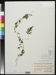 Image result for Hymenophyllum splendidum