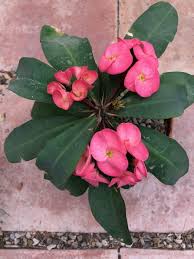 Check spelling or type a new query. Three Different Crown Of Thorns Plants Alice Liles