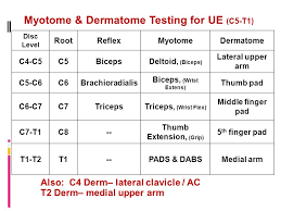 Myotome Testing Lamasa Jasonkellyphoto Co