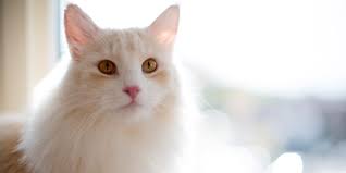 Lær om de symptomer, dit barn måtte have, når han får et fokal anfald, som tidligere var kendt som et partielt anfald. Epilepsi Hos Kat Anicura Danmark