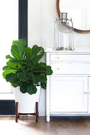 They've have been popping up all over magazines, blogs, and instagram for the last couple of years. How To Care For Your Fiddle Leaf Fig It S Easier Than You Think Sanctuary