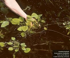 Image result for Oldenlandia echinulosa