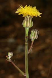 Image result for Sonchus dregeanus