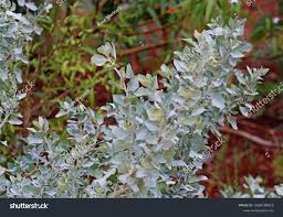 Image result for Atriplex halimus