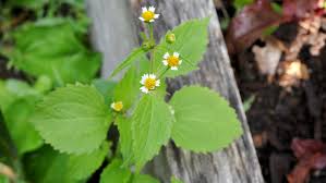 I remember picking bouquets of dandelions as a child: Weeding Tips For Your Garden The New York Times