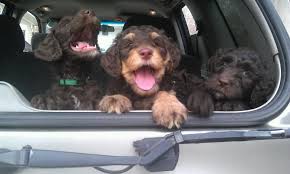 We did not find results for: Australian Labradoodle Puppies Ohio Bmo Show