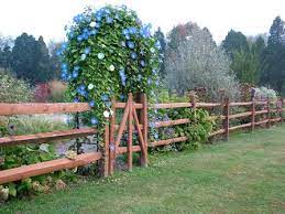Fruit garden garden trees edible garden vegetable garden fence garden garden shrubs espalier fruit trees meadow garden dream garden back gardens outdoor gardens jardin vertical artificial cottage garden design. On The Fence