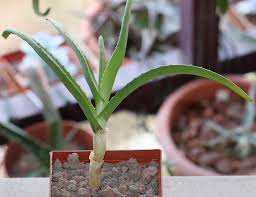 Image result for Aloe decurva