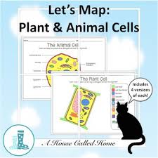 It is selectively permeable so only certain molecules. Plant Patterns Worksheets Teaching Resources Tpt