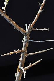 Image result for Ormocarpum trichocarpum