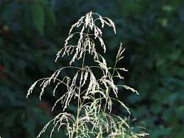 Gyepes sédbúza (deschampsia) a gyepes sédbúza hazánkban is őshonos, közepes termetű, nagyon sűrű növekedésű, hosszú életű örökzöld faj. Schmiele Tautrager Finde Deine Neue Staude Online Ratgeber