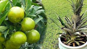 Media tanam untuk tanaman buah dalam pot. Jenis Jenis Tanaman Yang Ditanam Dalam Pot Trik Agar Tumbuh Subur Dan Cepat Berbuah Tribun Pekanbaru