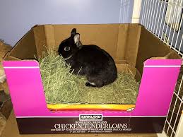 While it may seem inconsequential, the type of litter that you use in your rabbit's box is actually very important. How To Litter Train Your Rabbit A Vets Guide To Litter Training