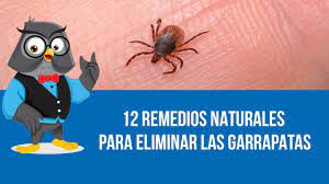 12 Remedios Naturales Para Eliminar Las Garrapatas Pulgas Y Garrapatas Garrapatas Como Eliminar Garrapatas