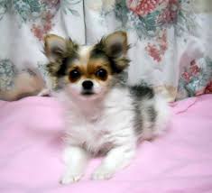 Teacup chihuahua for sale near me, micro chihuahua price, applehead teacup. Tips For Dogs Cute Chihuahua Chihuahua Love Chihuahua Puppies For Sale