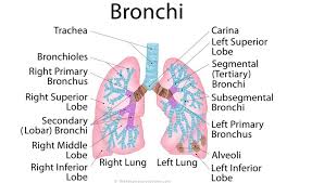 Bronchi Anatomy Basic Anatomy And Physiology Anatomy And Physiology Physiology