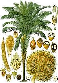 Free of charge we provide stock recommendations. Elaeis Guineensis Wikipedia