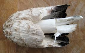 Otrzymaj 22.000 s stockowego materiału wideo mushroom warted puffball lycoperdon perlatum z 29.97 kl./s. Shaggy Mane Out Of Nowhere Wild Food Girl