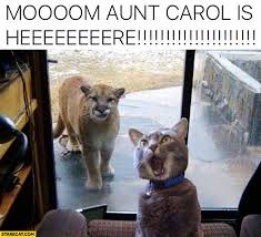 Mom Aun T Carol Is Here Yelling Cat Lion Cheetah Funny Animal Jokes Funny Animal Memes Cute Funny Animals