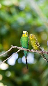 Two Budgerigar Hd Iphone Wallpapers Muhabbet Kuslari Kus Kusu