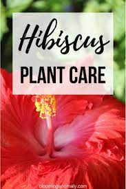 Do You Need Ideas To Help You Take Care Of Your Hibiscus Plant This Beautiful Tropical Plant Is A Great Addition To A Hibiscus Plant Growing Hibiscus Hibiscus