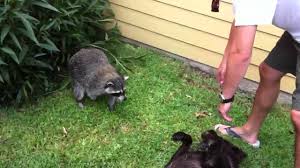 Yes, a raccoon will attack a dog. Vicious Raccoon Attacks Lab Youtube