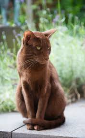 Browse thousands of kittens and cats for sale or adoption by breeder, owner and shelter. Havana Brown Kitten For Sale Novocom Top