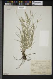 Image result for Cenchrus biflorus