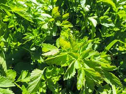 Image result for Apium graveolens