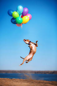 How big is a helium balloon at an amusement park? Dog Catch Balloon Photos Free Royalty Free Stock Photos From Dreamstime