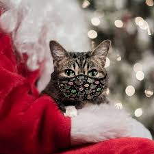 Lil Bub Iamlilbub Twitter Where do you live/are you living at the moment? lil bub iamlilbub twitter