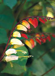 We did not find results for: Quick Growing Annual Vines Garden Gate