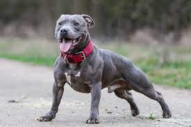 pin on favorite dogs