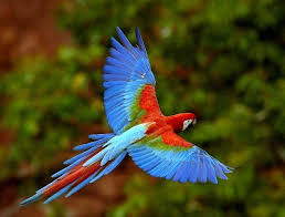 It has a wide distribution across south america, but the animal especially likes the warm, humid environs of the amazon river basin. Beauty Of Nature Its Things Like This That Make Me A Proud Tree Hugger Environmentalist Whateve Rainforest Animals Amazon Rainforest Animals Colorful Parrots