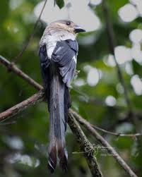 Image result for Indigofera soutpansbergensis