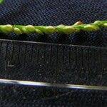 Image result for Urochloa reptans