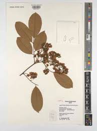 Image result for Agelanthus songeensis