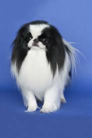 Japanese Chin Dog Breed Information Japanese Chin Dog Japanese Chin Puppies Dog Breeds
