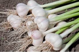 Image result for Tulbaghia fragrans