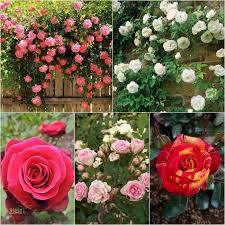 Bunga mawar secara umum dapat dikelompokkan menjadi 4 macam yang didasarkan pada. Paket 3 Jenis Bunga Mawar Isi 5 Pohon Shopee Indonesia