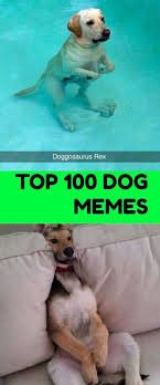 Super funny animal videos that will make you laugh a lot !! Dog Memes Humor Funny Pug Do You Love Dogs Well You Will Surely Enjoy These S Dog Memes Funny Dog Memes Pugs Funny