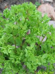 Image result for Euphorbia pseudopetiolata