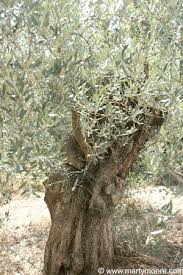 Both are incredible landscape trees! Olive Trees Fruit Bearing And Non Fruit Bearing Trees For The Desert Southwest Garden Sungardensinc Com