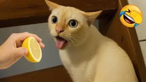 Jared and the Alien Episode 12