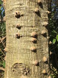 Image result for Erythrina lysistemon